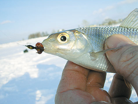 Лучшие приманки для зимней рыбалки