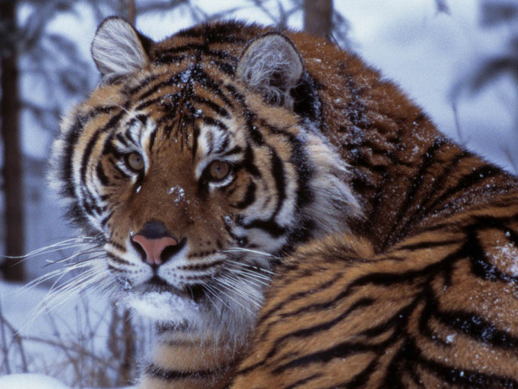 Изображение Тигр съел охотника в тридцати метрах от зимовья