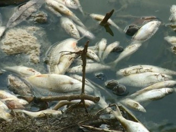 Изображение Кто травит рыбу в Суре