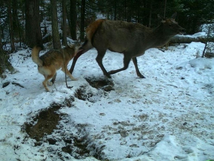 Охотники добыли беспокоивших жителей поселка волков в Карелии