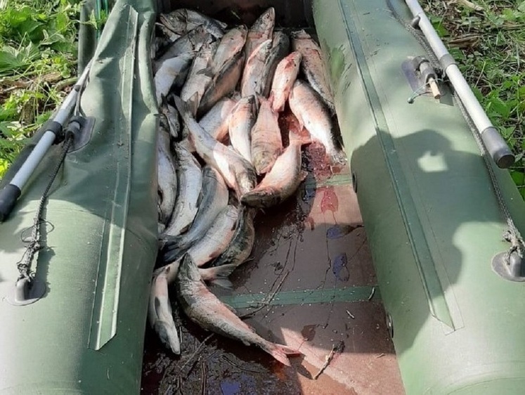 Магаданские лососевые браконьеры наловили на миллион