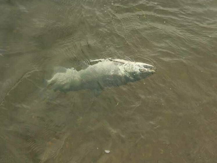 На озере Светлояр тысячами штук всплывает мертвая рыба