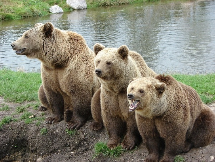 Расстрел медведицы с медвежатами в берлоге: варвары получили сроки