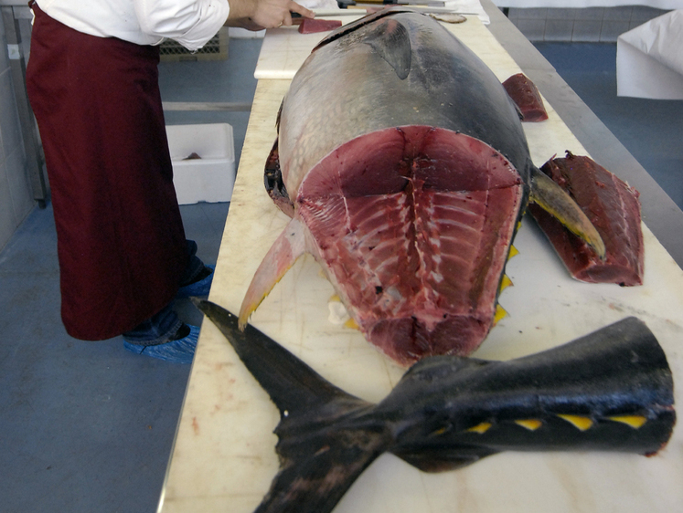 Изображение Расхватали сразу: голубого тунца весом более 300 кг поймали в США