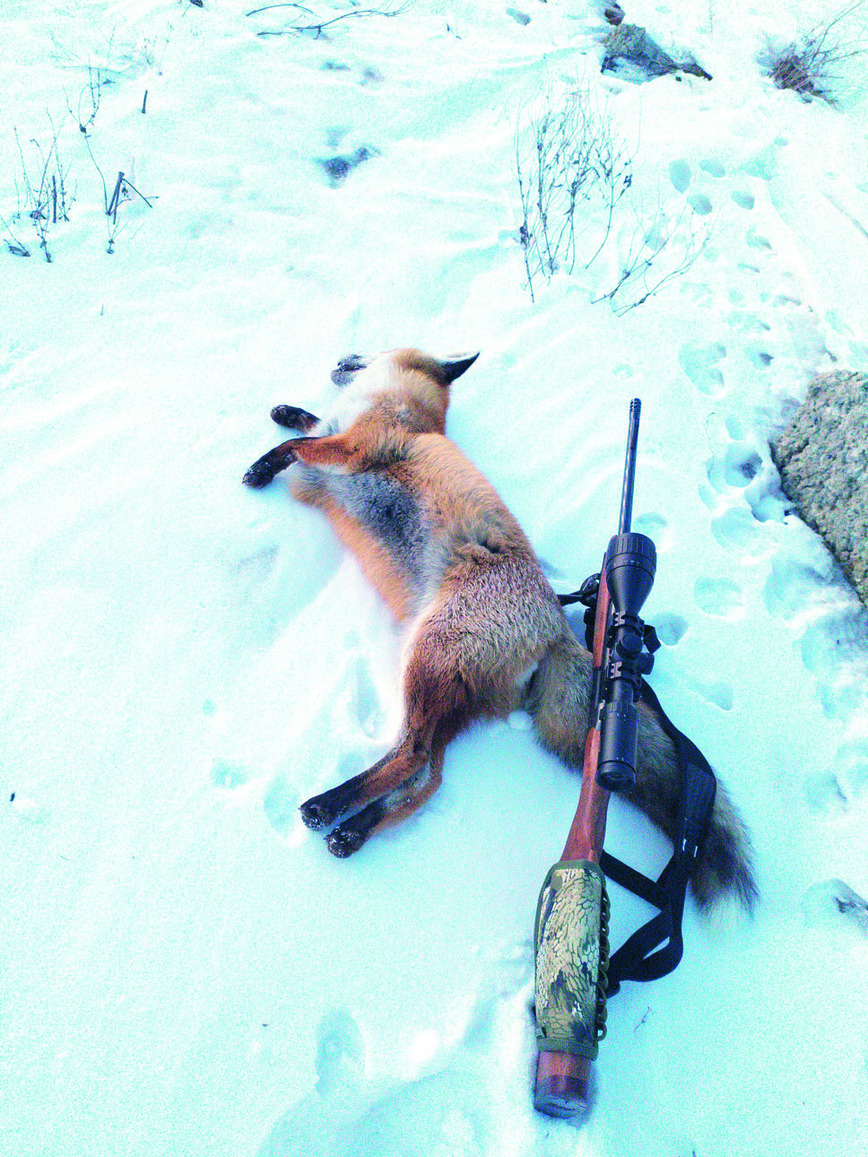 Охота на лис - самые доступные методы
