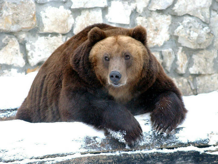 Как себя вести при встрече: под Петербургом проснулись медведи