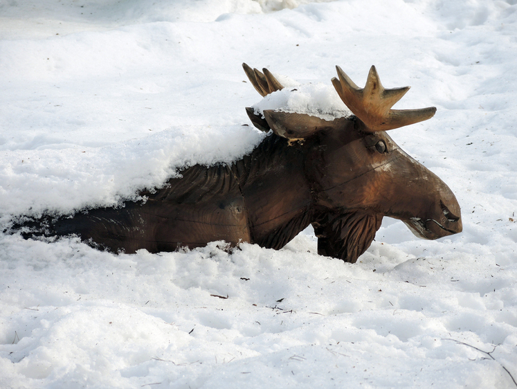 Всех перебьют: в Карелии планируют изменить сроки охоты на лосей