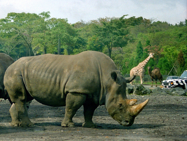 Розыск: в Непале в парке с носорогами пропал россиянин