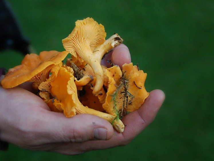 Пять самых безопасных грибов для употребления в пищу сырыми