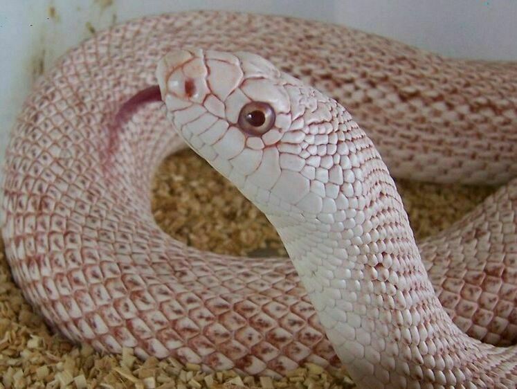 В США удалось получить фото редчайшей гремучей змеи-альбиноса
