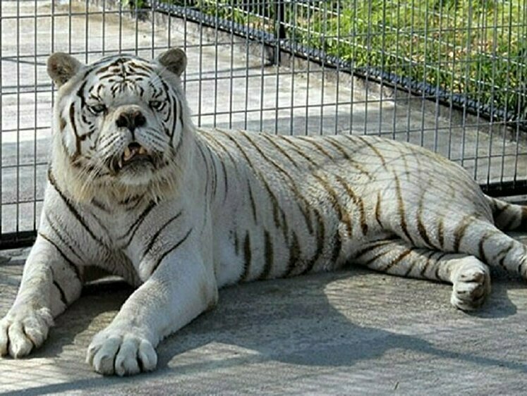 Инцест в кошачьем мире: в США жил белый тигр с синдромом Дауна