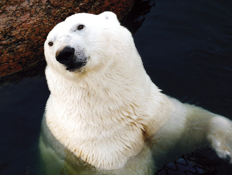 Доставка снега: белым медведям Новосибирска привезли мороз