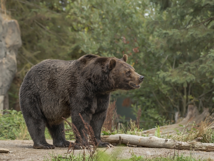 Агрессивные медведи едва не сорвали День России на Сахалине