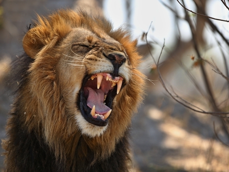 Дикое стадо: в Африке царь зверей от страха влез на дерево (видео)