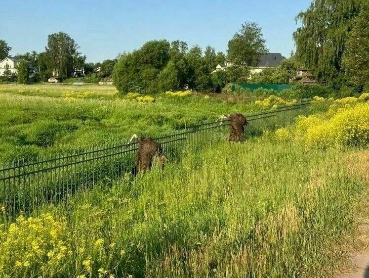 Изображение Смерть на шампурах: в Петербурге лоси погибают на заборе как шашлык 