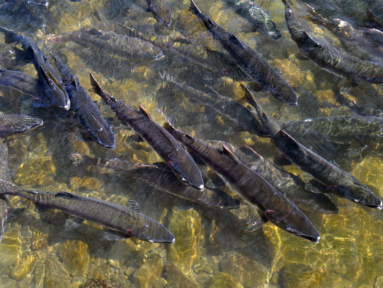 Три хвоста лососевых: Колыма озвучила норматив вылова в день