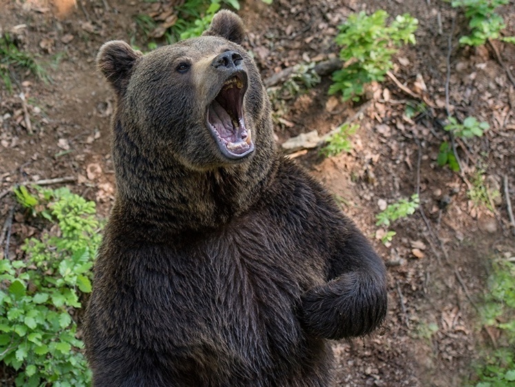 Вынесен приговор на отстрел: кузбасские медведи разоряют пасеки 