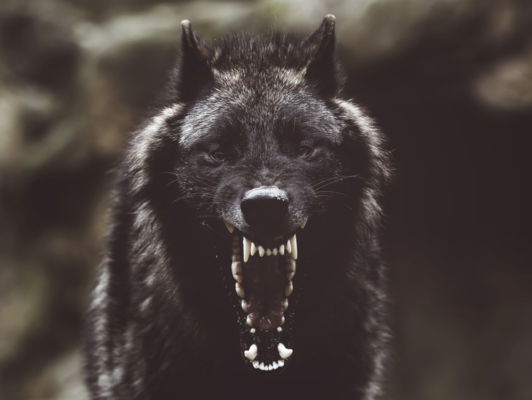 демон волк
