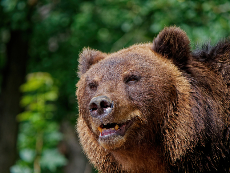 Изображение Очумевший медведь-агрессор носился по улицам Томска
