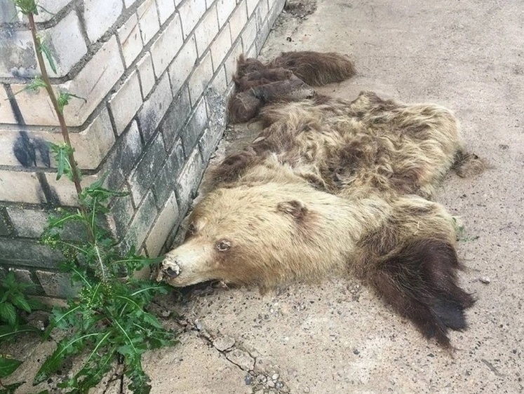 Изображение В Великих Луках между гаражами найдена шкура медведя с головой