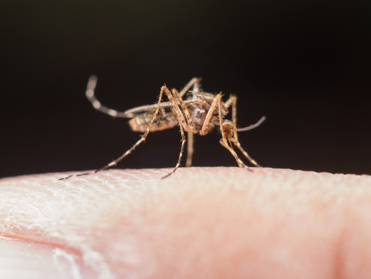 Изображение Австрия начала стерилизовать комаров из-за роста инфекций