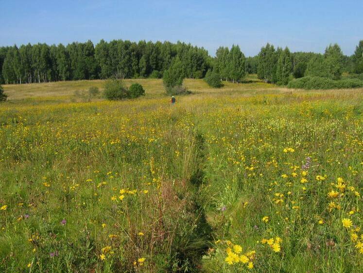 Изображение Столовая для оленей и медведя: в Марий Эл засеют 150 гектаров полей