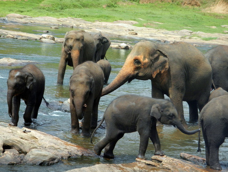 Изображение Африканский слон в фазе сексуального возбуждения разнес гостей парка