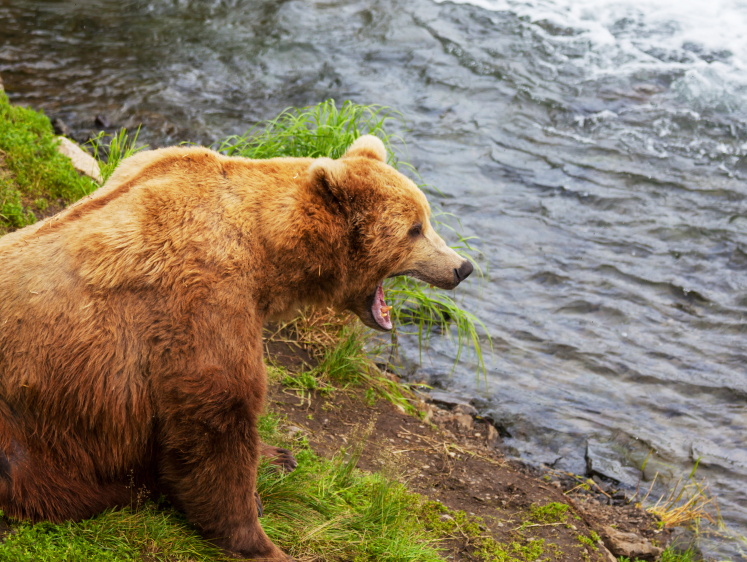 Бойня на ферме: камчатский медведь порвал хозяйских баранов 