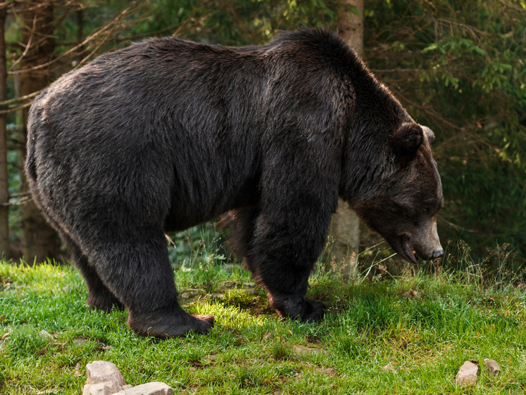 Изображение Под Кемерово отстрелят надоевшего и опасного медведя-скотинника