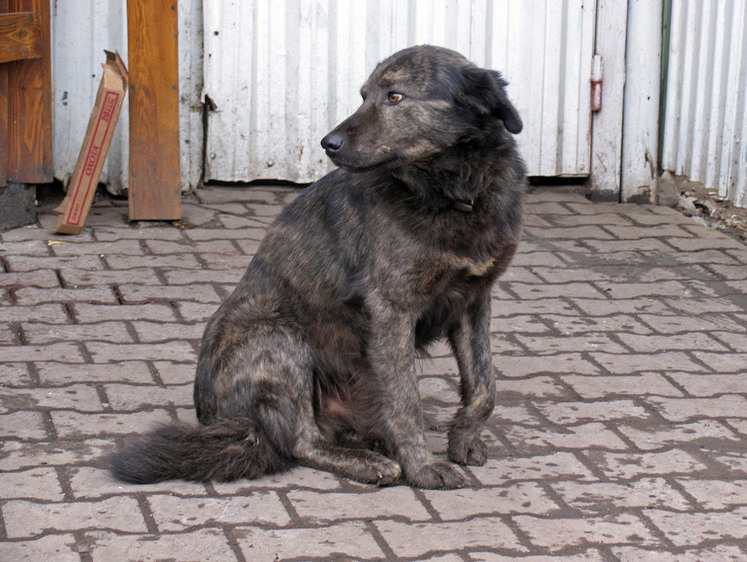 В Кемерово уличные собаки начали охотиться на уток без человека