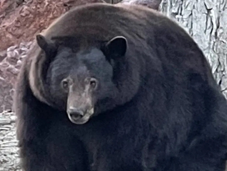 В США огромная медведица-воровка обкрадывала дома с 2022 года
