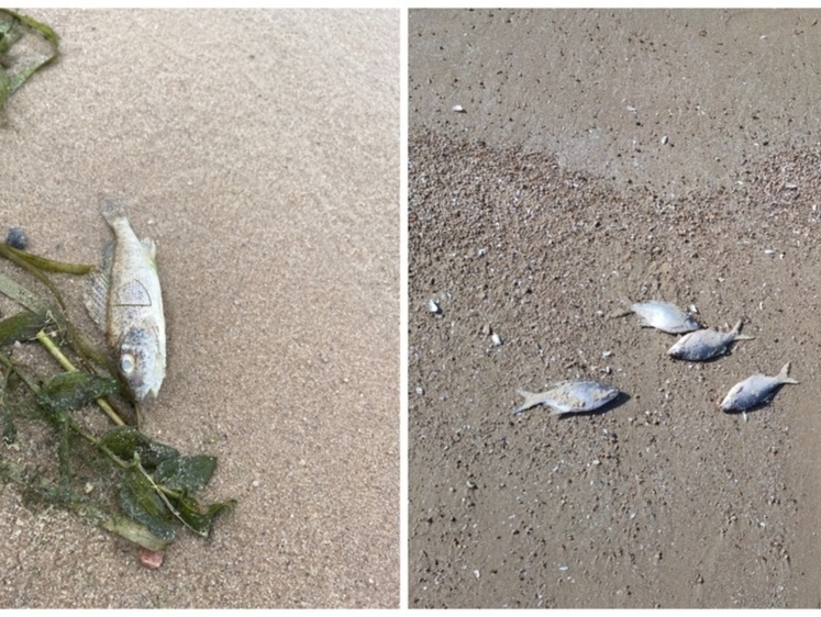 Купание запрещено - на пляж в Ярославле выкидывает дохлую рыбу