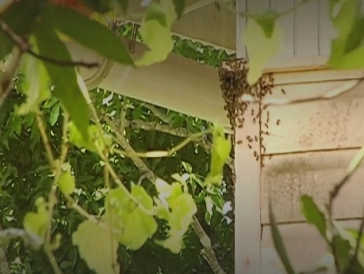 Изображение Закусали насмерть: во Французской Гвиане пчелы напали на людей