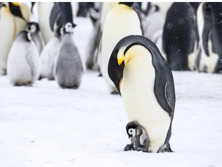  Потепление медленно убивает императорского пингвина