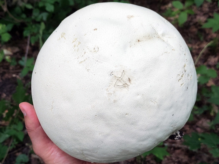 Изображение Массивный гриб весом 6 кг нашли в Сибири