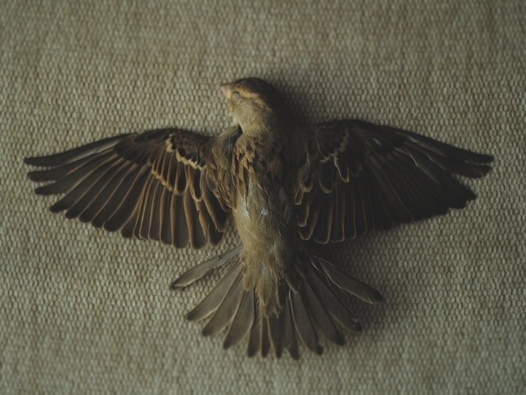 Мертвые или пьяные: в Кузбассе птицы падают с неба на землю