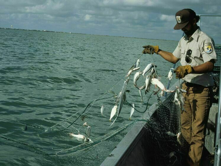 Больные и голодные крабы: климат убивает рыболовство 