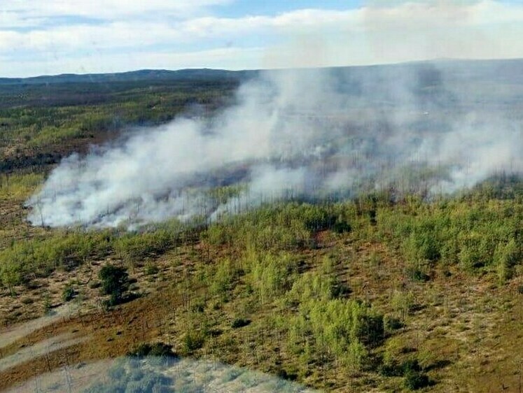 Изображение На Сахалине любители брусники устроили пожар возле трубы «Газпрома»