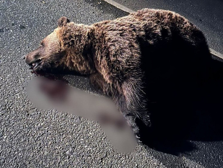 Грузовик под Уфой насмерть снес выбежавшего на трассу медведя