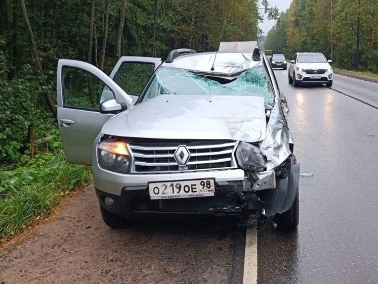 Изображение Автомобилист смертельно травмировал перебегавшего дорогу лосенка