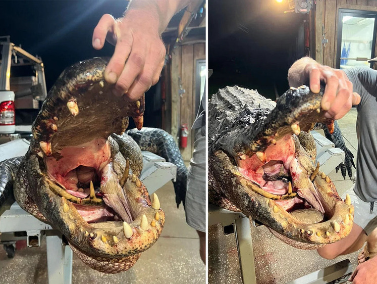 В пасти добытого крокодила нашли вросший в челюсть олений рог