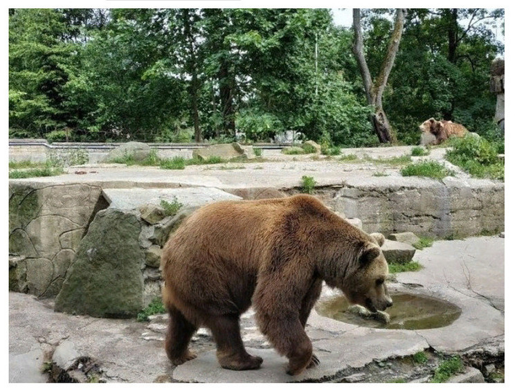 В Мурмашах медведи протоптали дорожку на кладбище