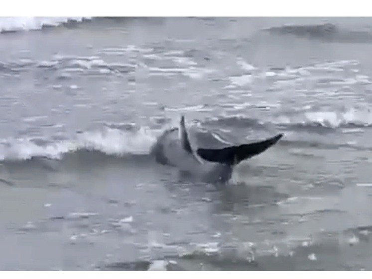 В Приморье дельфин выбросился на берег — вероятно ему нужна помощь