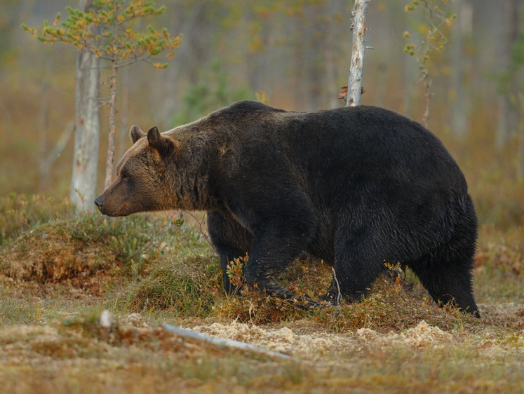 Изображение Медведь-пасечник ночью разгромил фермерские ульи и удрал в лес