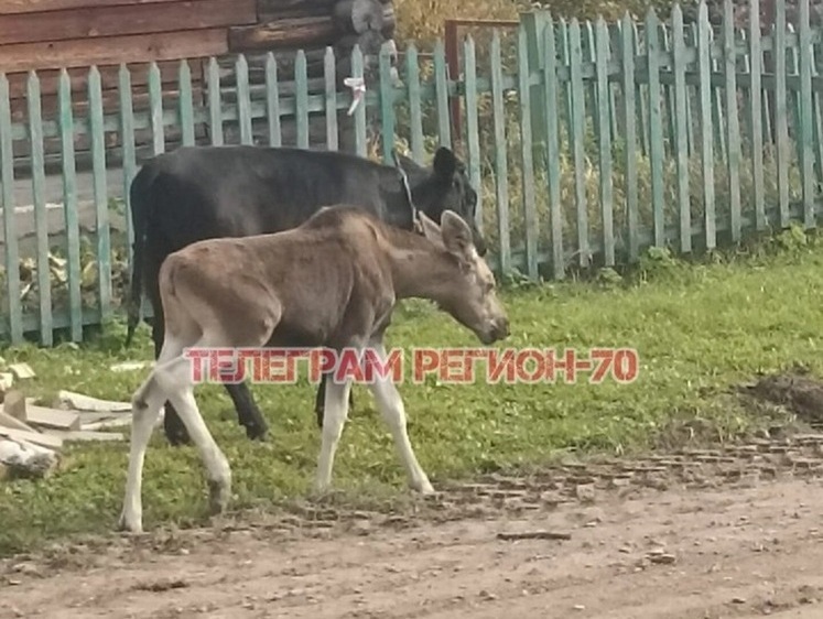 Изображение Шерочка с Машерочкой: лосенок приобщился к компании теленка (фото)