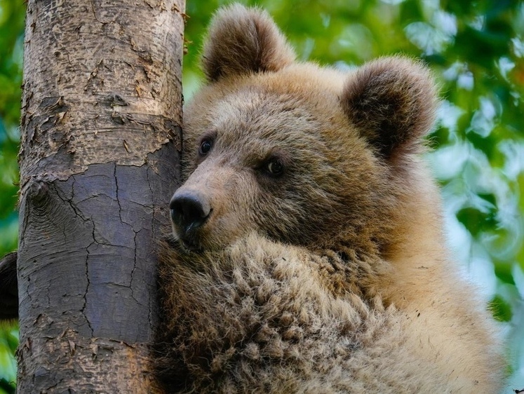 Охотинспекторам пришлось отстреливать в Троицком целую медвежью семью