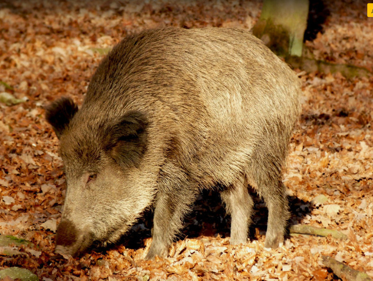 Новая вспышка африканской чумы свиней выявлена в Ростовской области