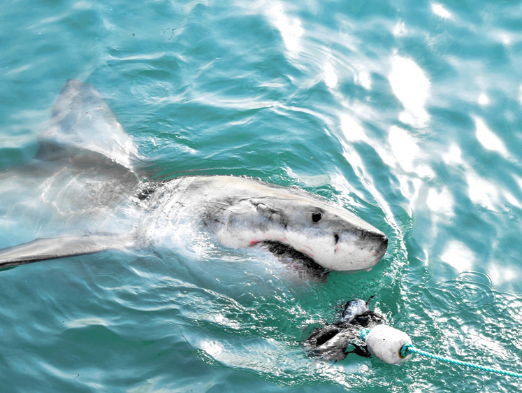 Изображение Напала на улов: большая белая акула гналась за лодкой рыбаков 