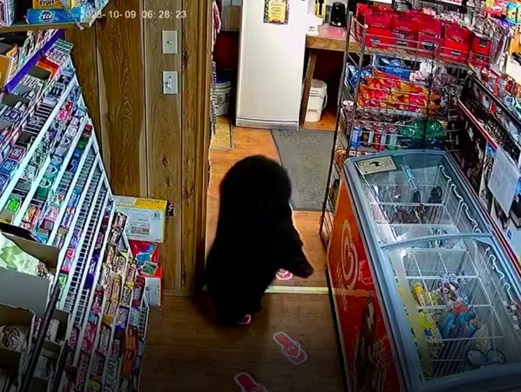 Черный медведь украл жевательных мишек в магазине