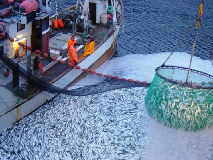 Прибыль рыбодобытчиков в России в первом полугодии упала в 2,6 раза